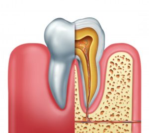 human tooth illustration